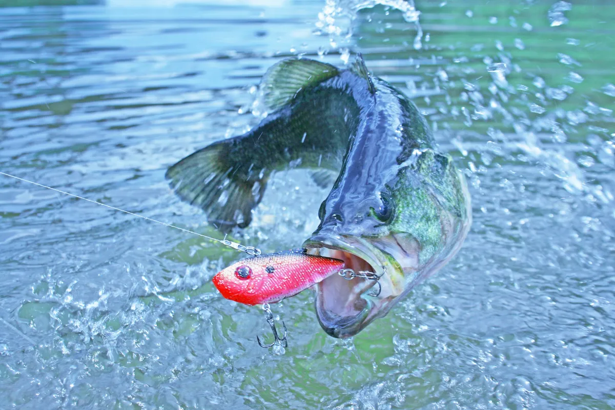 A dynamic close-up of a large bass fish being reeled in, with a red fishing lure and water splashing, set against the backdrop of nature. The image captures the excitement and serenity of outdoor recreation, ideal for bonding and group experiences.